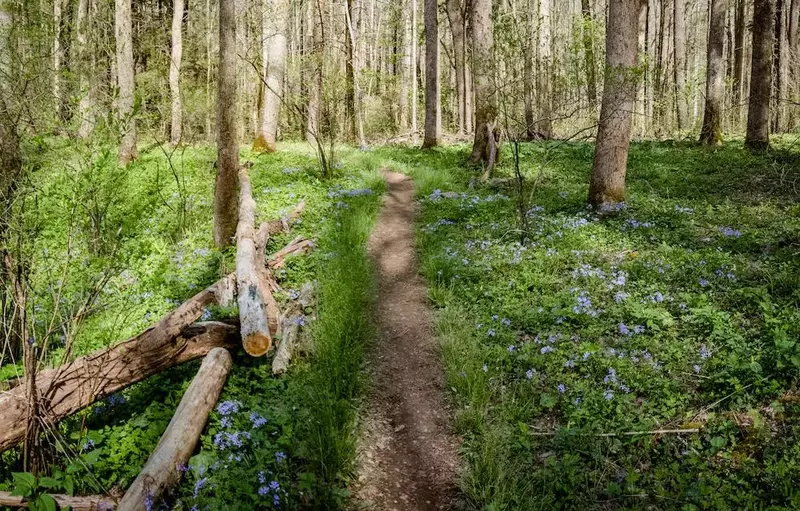 wildflower trail in the smoky mountains