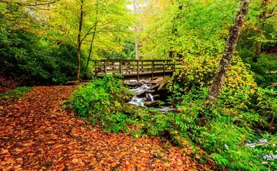 fall leaves on a Smoky Mountain hiking trail