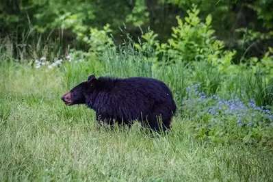 black bear in the smoky mountains walking in grass