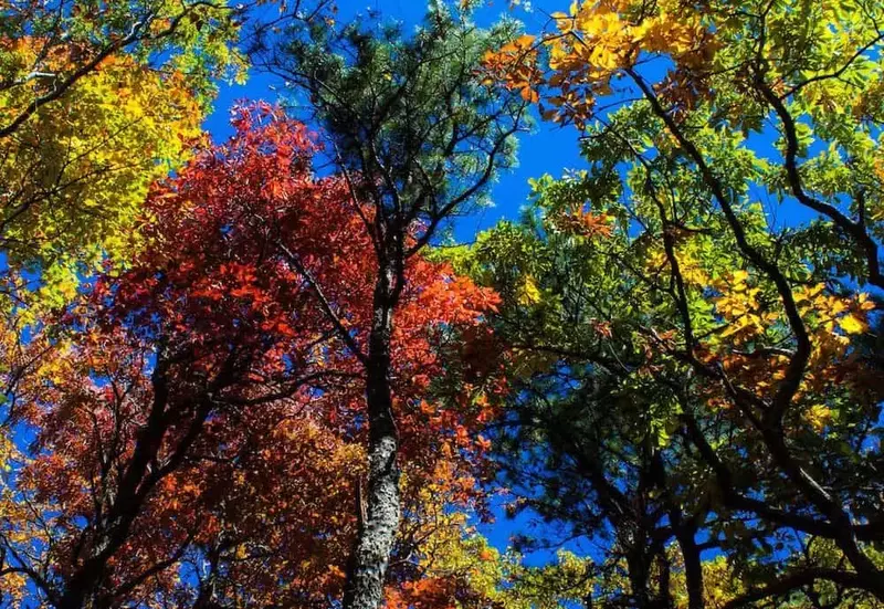 fall trees along Rich Mountain Lookout Trail