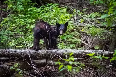 black bear on a log in the smoky mountains