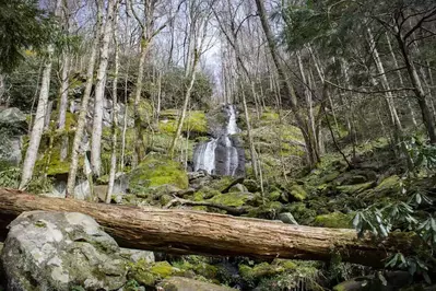 Fern Branch Falls on Porters Creek Trail