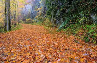 Smoky Mountains trail covered in fall leaves