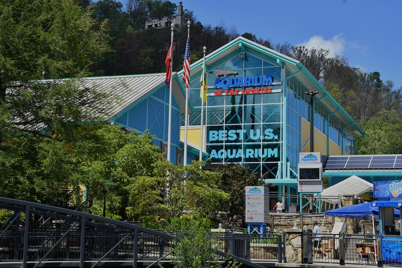 ripleys aquarium in gatlinburg